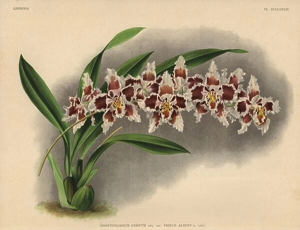 Prince Albert variety of Odontoglossum crispum orchid
