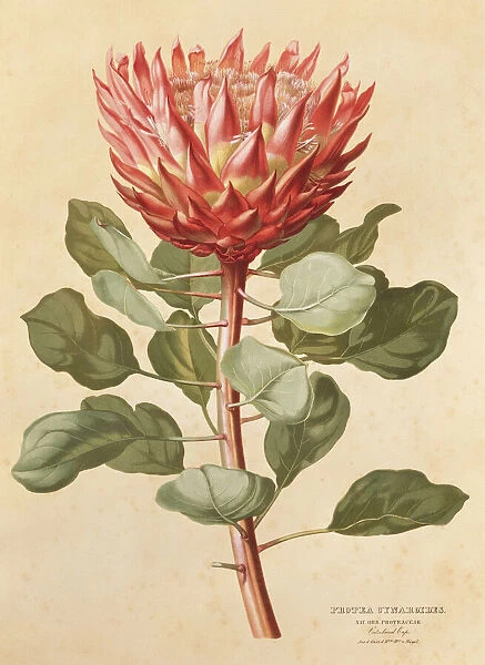 Protea cynaroides, king protea