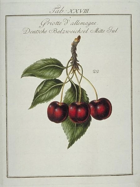 Prunus cerasus, German morello cherry