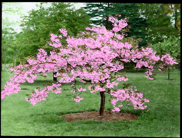 Prunus (Flowering Cherry Tree) in blossom