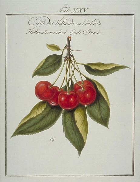 Prunus sp. Dutch cherry