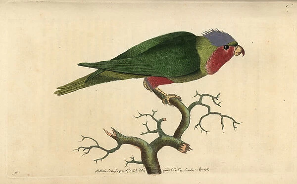 Purple-headed parakeet, with purple head, crimson