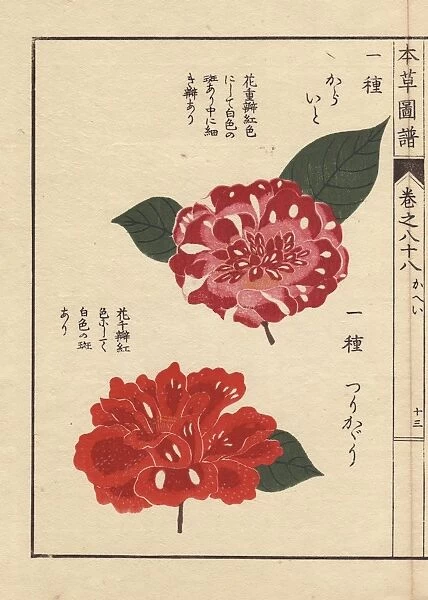 Purple and scarlet camellias, Karaigo and Tsurikagari