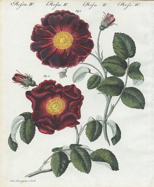 Purple or violacea rose, Rosa holoserica purpurea