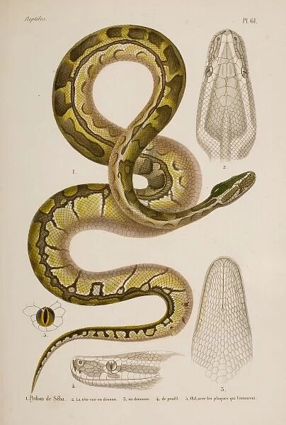 Python sebae, African rock python