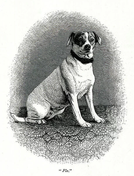 Queen Victoria's dog Flo