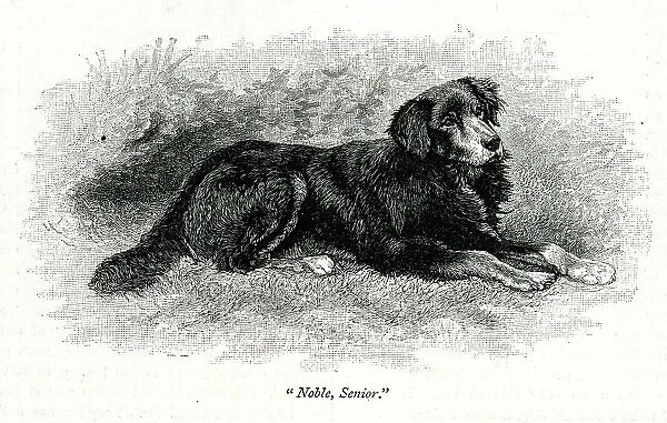Queen Victoria's dog, Noble, Senior