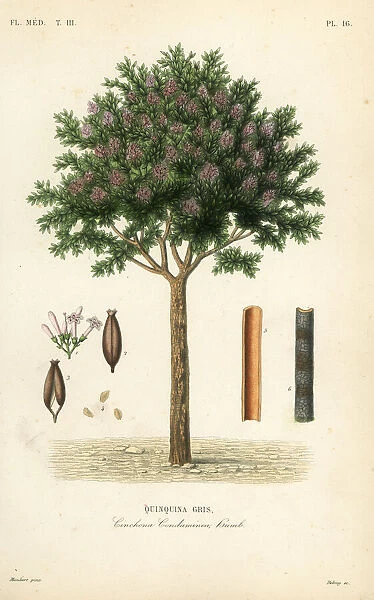 Quinine or cinchona bark, Cinchona officinalis