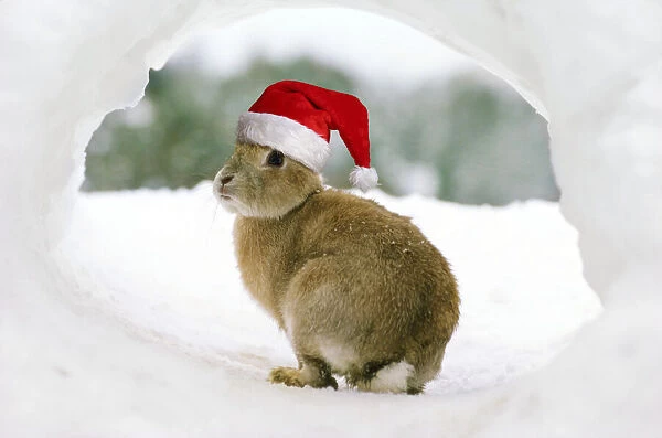 Rabbit - in snow wearing Christmas hat