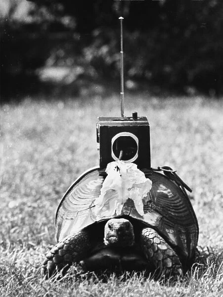 Radio-Control Tortoise