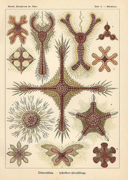 Radiolaria species