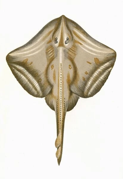 Raia microcellata, or Painted Ray