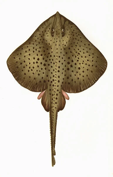 Raia montagui, or Spotted Homelyn Ray