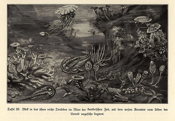 Reconstruction of the rich marine life of the Cambrian era