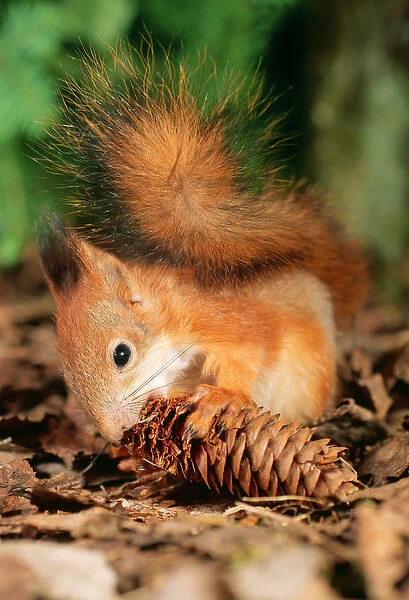 Red SQUIRREL - eating fir cone