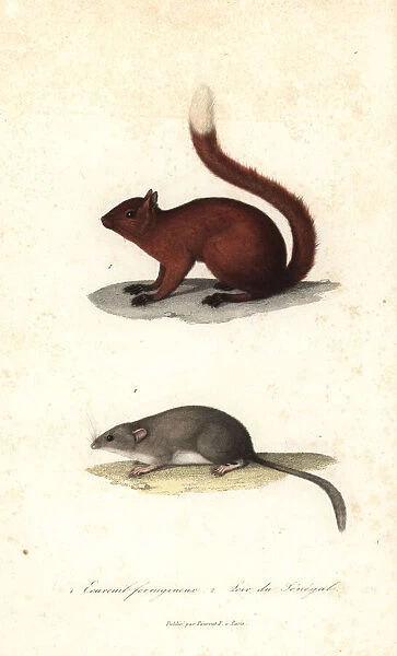 Red squirrel and Senegal dormouse