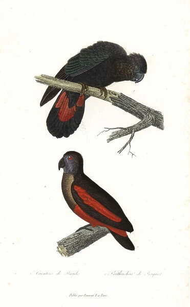 Red-tailed black cockatoo and Pesquets parrot