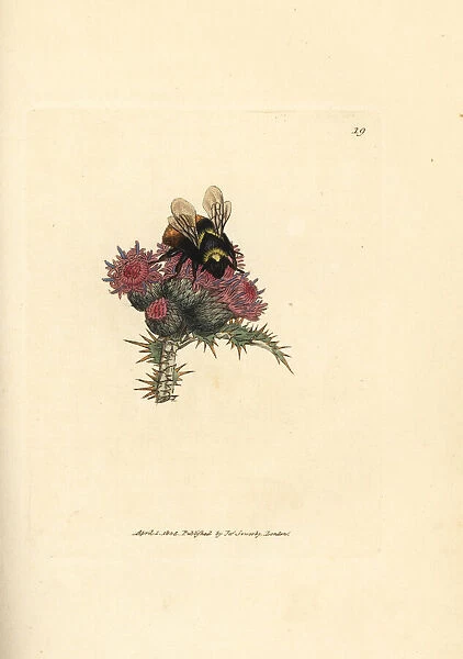 Red-tailed bumblebee, Bombus lapidarius