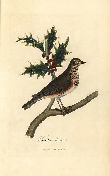 Redwing, Turdus iliacus perched on a holly