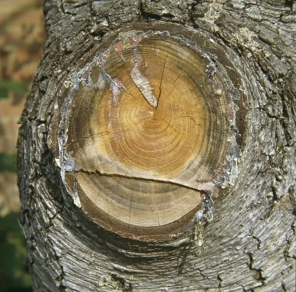 Resin from a cedar tree