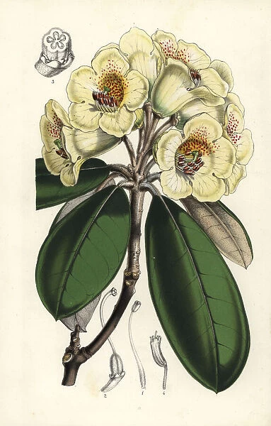 Rhododendron lanatum