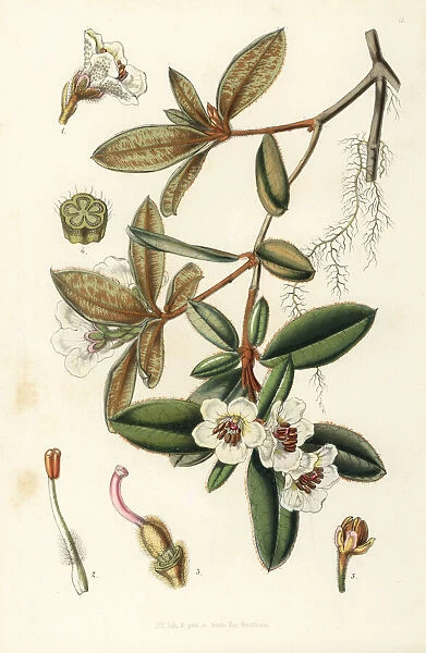 Rhododendron pendulum