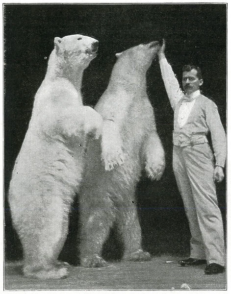 Richard Sawade and polar bears at the London Hippodrome