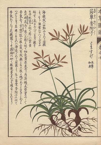 Roots, leaves and flowers of coco-grass, purple