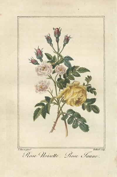 Rose noisette, Rosa noisettaeana, and yellow