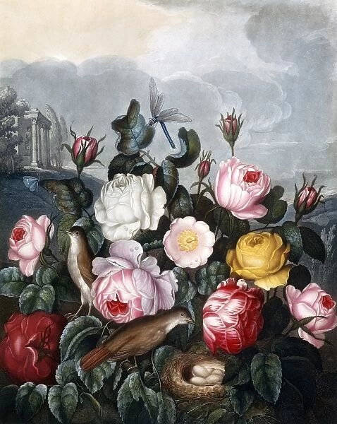 Roses, engraved by Earlom after Robert John Thornton