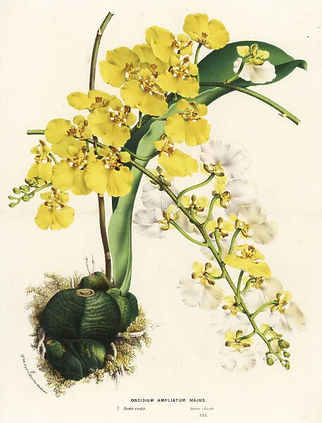 Rossioglossum ampliatum orchid