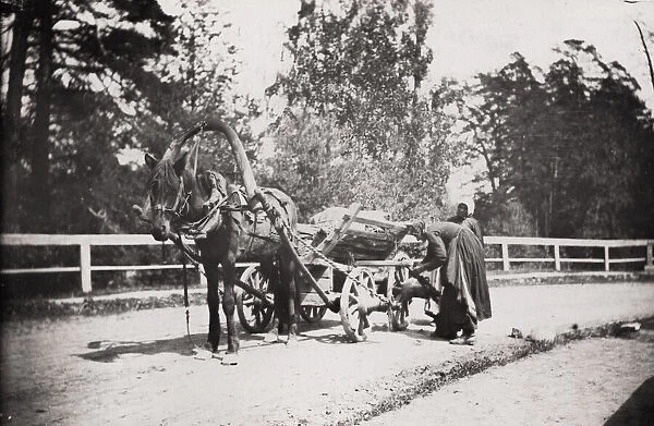 Russian country wagon, cart, and horse, Russia