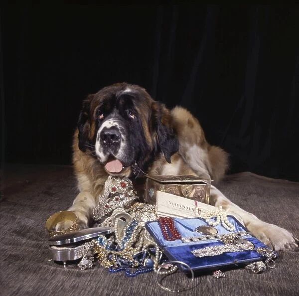 Saint Bernard dog with a pile of jewellery