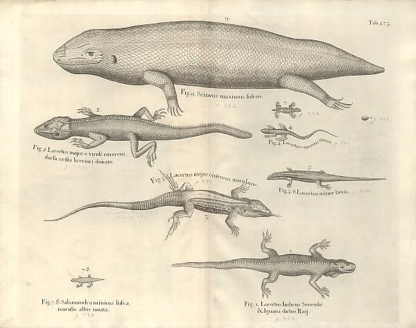 Salamander illustration