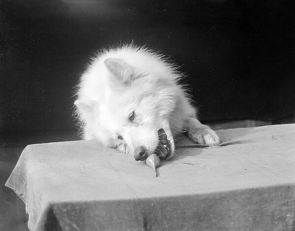 A Samoyed Chewing