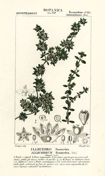 Sanguinaria or nevadilla, Paronychia argentea