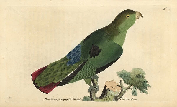 Sapphire-rumped parrotlet or purple-tailed