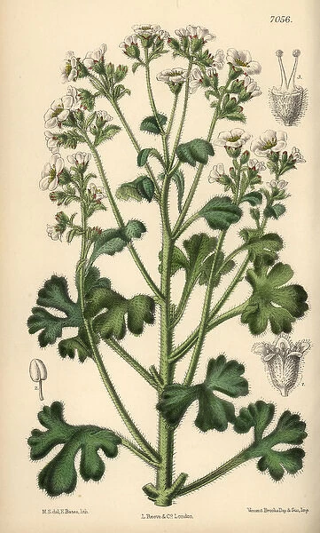 Saxifraga latepetiolata, white saxifrage native of Spain