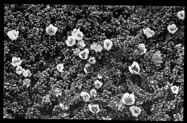 Saxifraga Oppositifolia Splendens