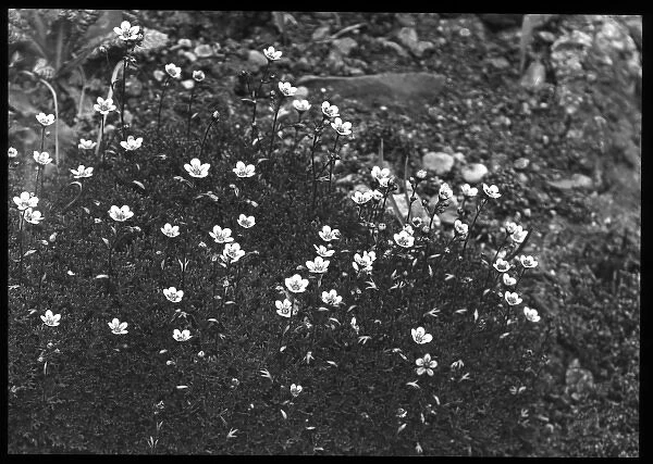 Saxifraga Rosacea (Irish Saxifrage)