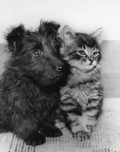 Scots terrier puppy and tabby kitten