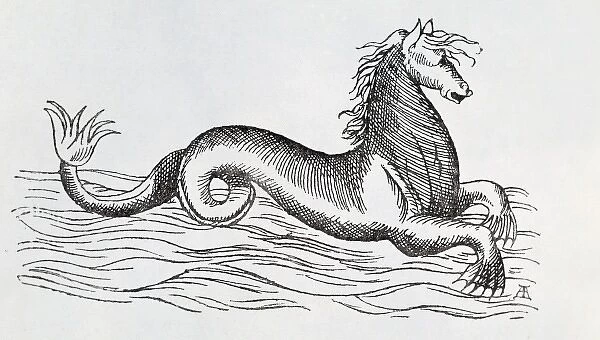 Sea-horse. Page 234 from Curious Creatures in Zoology, 1890 by John Ashton