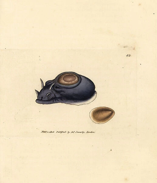 Sea slug or sea hare, Aplysia punctata