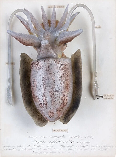 Sepia officinalis, squid