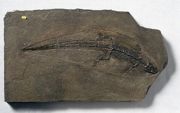 Sharovisaurus karatauensis