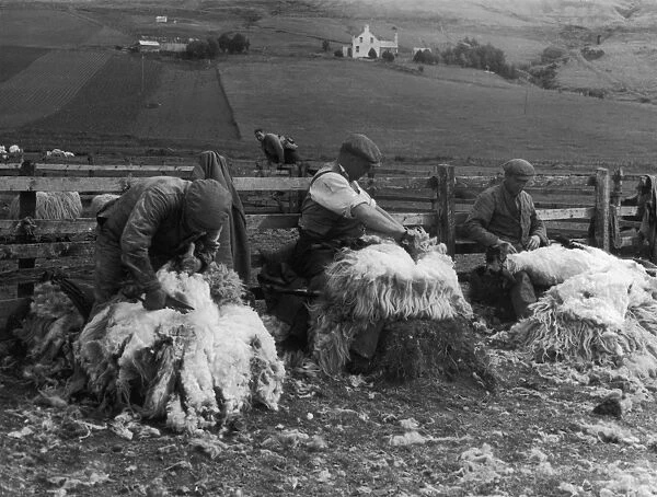 Sheep Shearing  /  Scotland