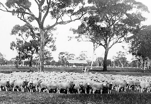 Sheep Station, Australia, Victorian period