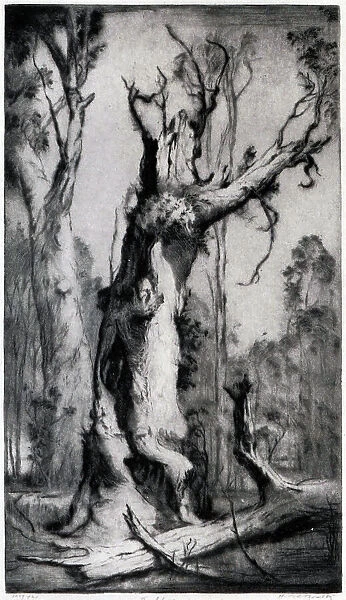 The Shell. An etching showing a thick, twisted, gnarled old tree in a woodland