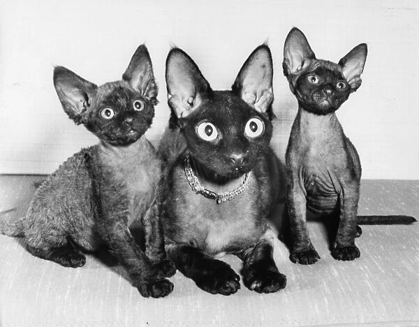 Siamese cat and two kittens