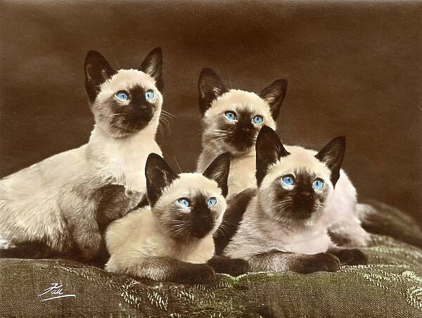 FOUR SIAMESE CATS (COL. )